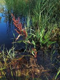 Attēlu rezultāti vaicājumam “Rumex hydrolapathum”