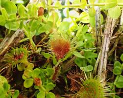 Attēlu rezultāti vaicājumam “Drosera rotundifolia leaf”