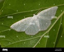 Attēlu rezultāti vaicājumam “Cabera exanthemata male”