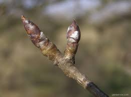 Attēlu rezultāti vaicājumam “Pyrus communis bud”
