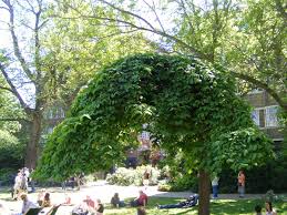 Attēlu rezultāti vaicājumam “Ulmus glabra”