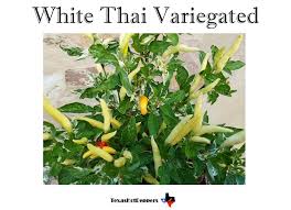 Afbeeldingsresultaat voor thai yellow hot pepper