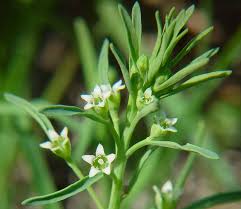 Attēlu rezultāti vaicājumam “Thesium ebracteatum”