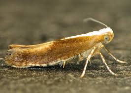 Attēlu rezultāti vaicājumam “Argyresthia albistria”