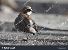 Image result for Charadrius mongolus