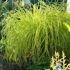Attēlu rezultāti vaicājumam “Carex elata flower”