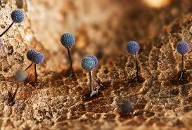 Attēlu rezultāti vaicājumam “Lamproderma pulchellum spores”