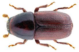 Attēlu rezultāti vaicājumam “Scolytus scolytus, Scolytus multistriatus”