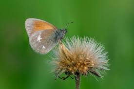 Attēlu rezultāti vaicājumam “Coenonympha glycerion”