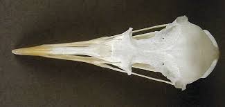 Attēlu rezultāti vaicājumam “Rissa tridactyla”