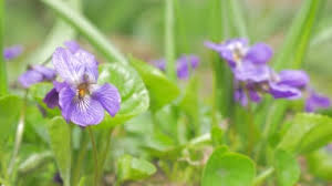 Attēlu rezultāti vaicājumam “Viola odorata bud”