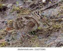 Attēlu rezultāti vaicājumam “Scolopax rusticola juvenile”