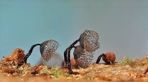 Attēlu rezultāti vaicājumam “Cribraria piriformis macro”