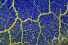 Attēlu rezultāti vaicājumam “Physarum bivalve plasmodium”