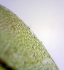 Attēlu rezultāti vaicājumam “Bryum caespiticium”