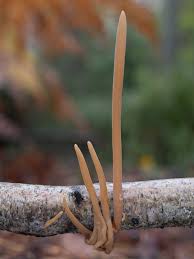 Attēlu rezultāti vaicājumam “Macrotyphula fistulosa”