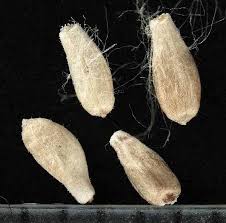 Attēlu rezultāti vaicājumam “Salix pentandra fruit”