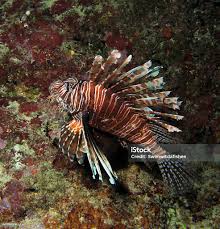 Image result for Pterois miles