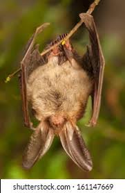 Attēlu rezultāti vaicājumam “Plecotus auritus”