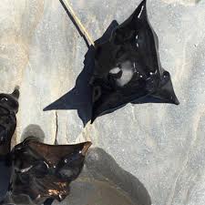 Attēlu rezultāti vaicājumam “Trapaceae”