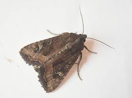 Attēlu rezultāti vaicājumam “Celaena leucostigma”