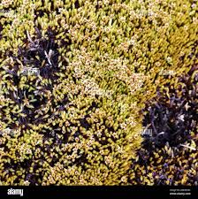 Attēlu rezultāti vaicājumam “Jungermannia sphaerocarpa sporophyte”