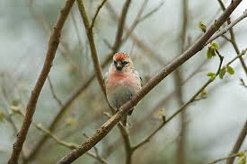 Attēlu rezultāti vaicājumam “Carduelis carduelis adult”