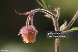 Attēlu rezultāti vaicājumam “Geum rivale bud”