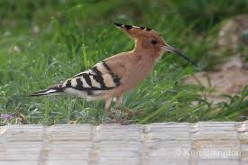 Attēlu rezultāti vaicājumam “Upupa epops”