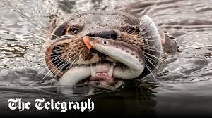 Image result for Eltham Otters