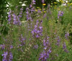 Attēlu rezultāti vaicājumam “Salvia verticillata flower”