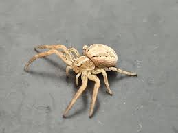 Attēlu rezultāti vaicājumam “Xysticus cristatus”