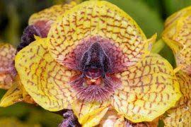 Attēlu rezultāti vaicājumam “Didymodon rigidulus sporophyte”