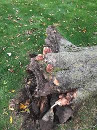 Attēlu rezultāti vaicājumam “Diderma rufostriatum sessile”