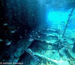 Image result for Kingston and Elmbridge Snorkellers