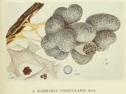 Attēlu rezultāti vaicājumam “Lamproderma gulielmae”