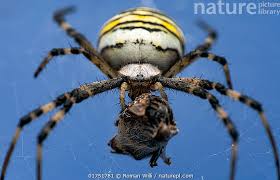 Attēlu rezultāti vaicājumam “Argiope bruennichi female”