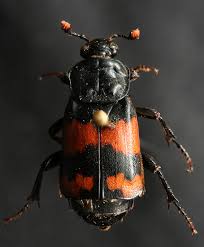 Attēlu rezultāti vaicājumam “Nicrophorus investigator imago”