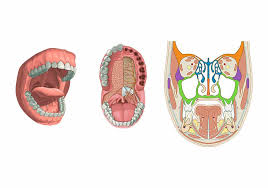 Image result for Co de Crista Chins