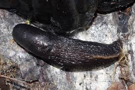 Attēlu rezultāti vaicājumam “Limax cinereoniger”