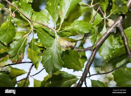 Attēlu rezultāti vaicājumam “Fagus sylvatica fo. laciniata”
