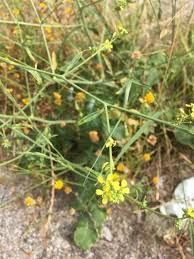 Attēlu rezultāti vaicājumam “Erysimum hieracifolium”