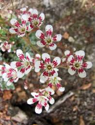 Attēlu rezultāti vaicājumam “Saxifraga cymbalaria flower”