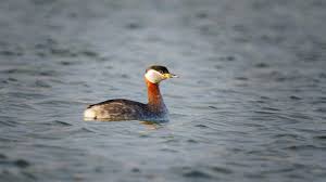 Attēlu rezultāti vaicājumam “Podiceps grisegena”