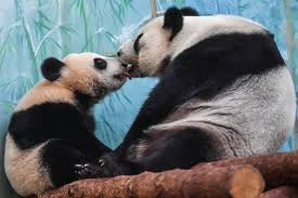 Image result for pandas