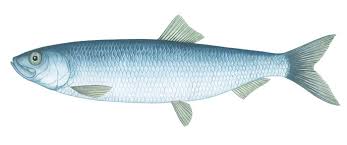 Image result for Clupea pallasii