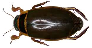 Attēlu rezultāti vaicājumam “Dytiscus sp.”