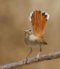 Image result for Cercotrichas galactotes