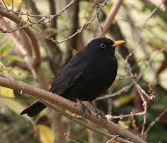 Attēlu rezultāti vaicājumam “Turdus merula male”