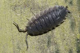 Attēlu rezultāti vaicājumam “Porcellio scaber”